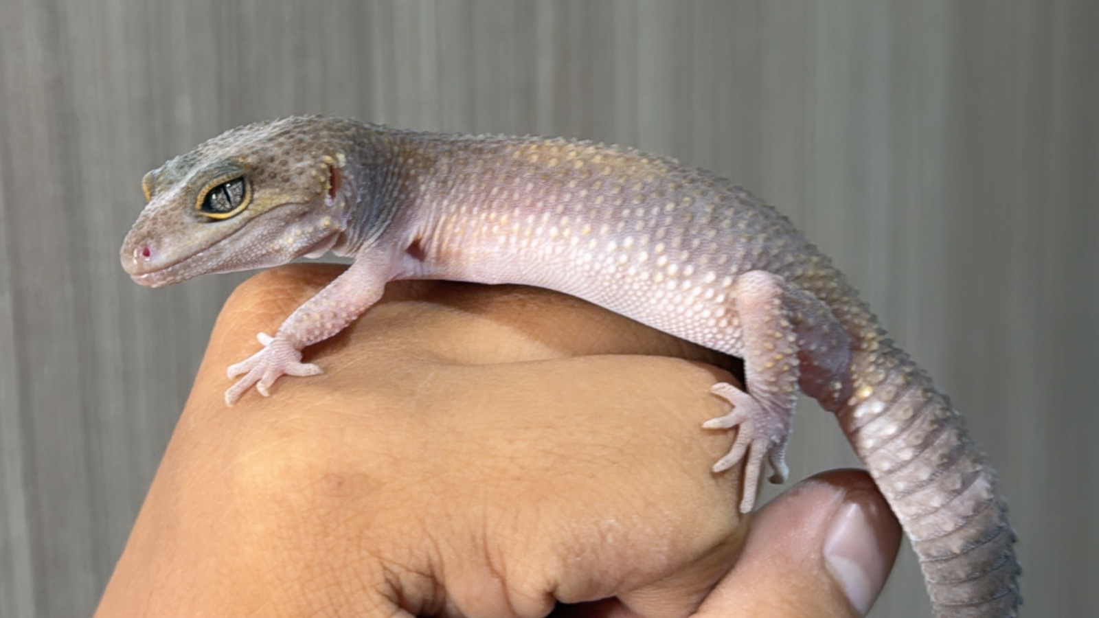 Leopard Gecko Premium