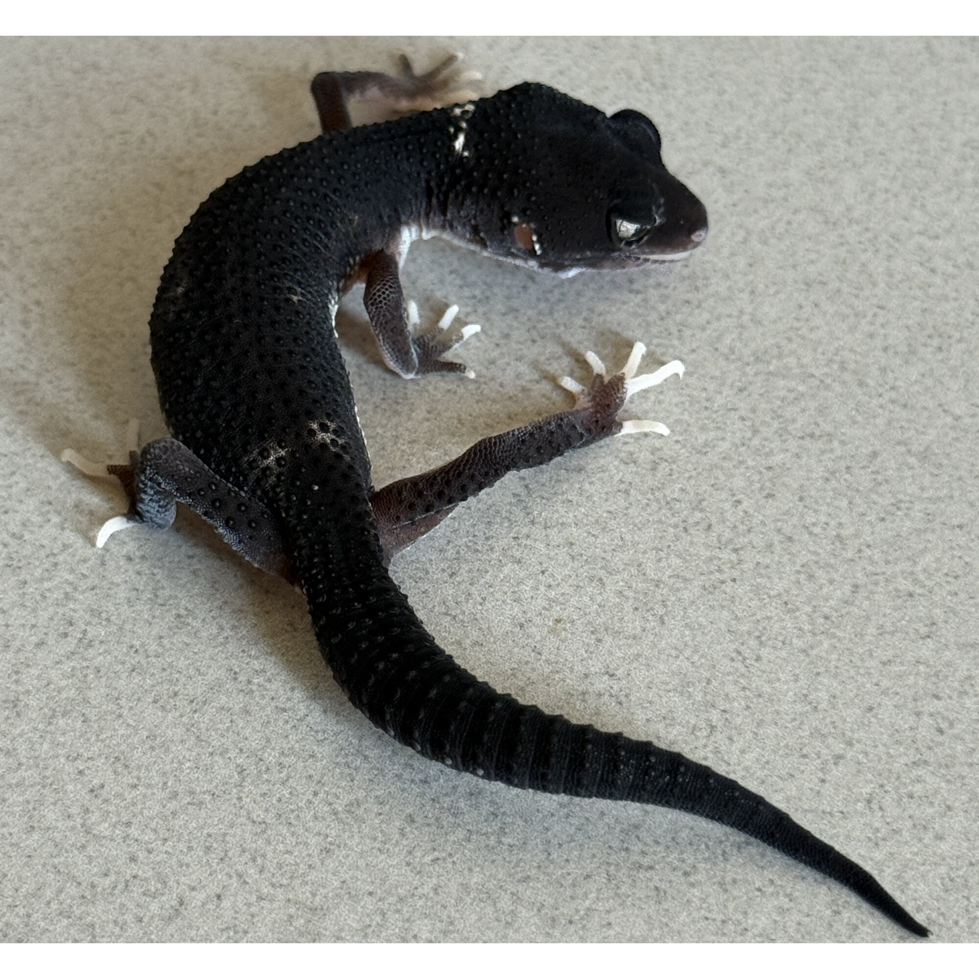 MSEBN Ph Tremper