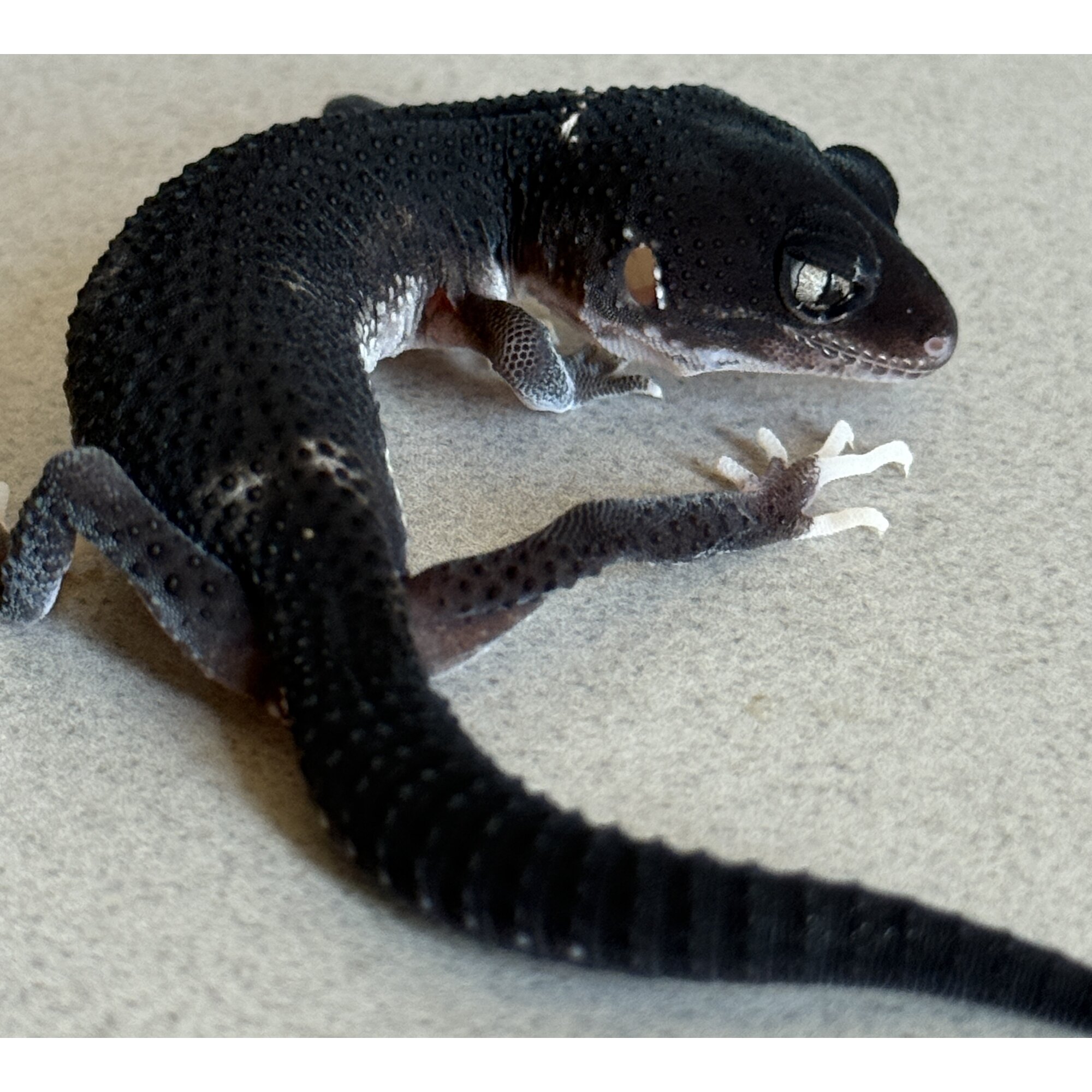 MSEBN Ph Tremper
