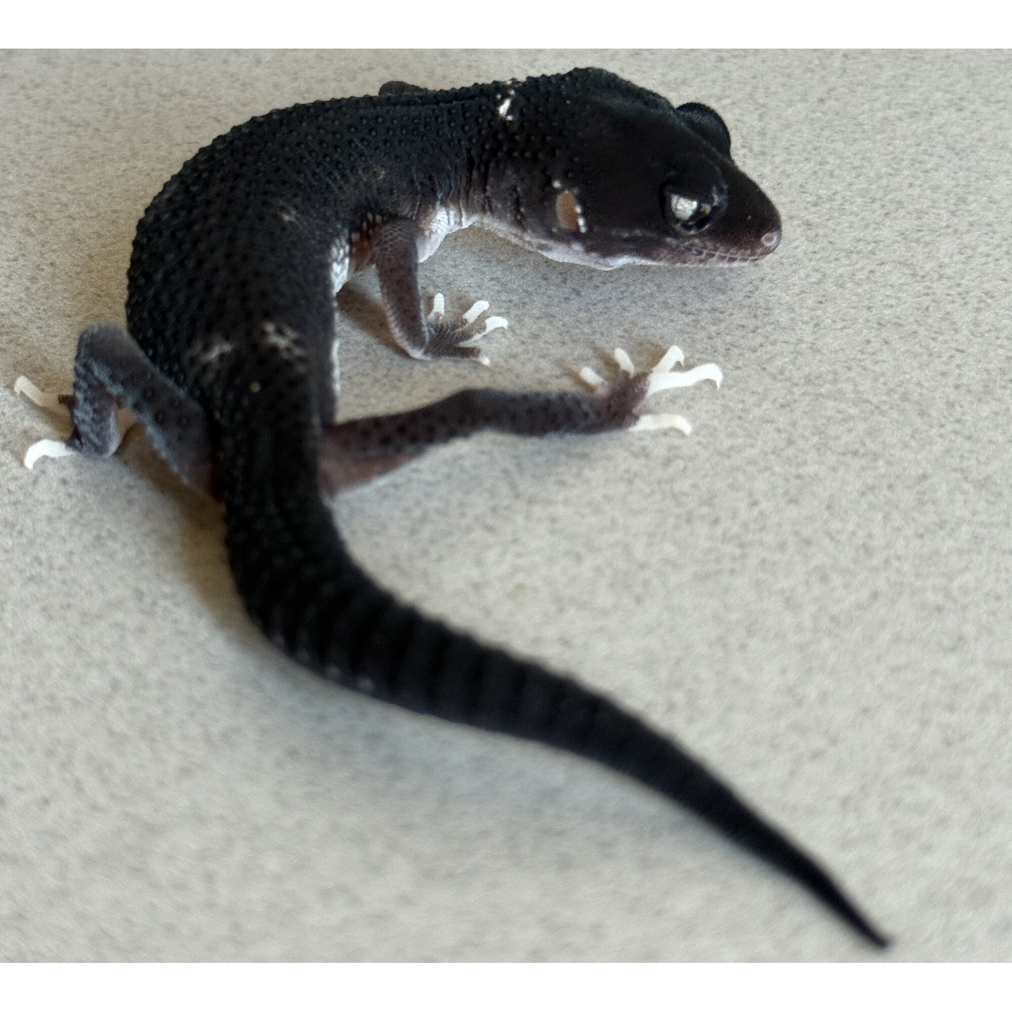 MSEBN Ph Tremper