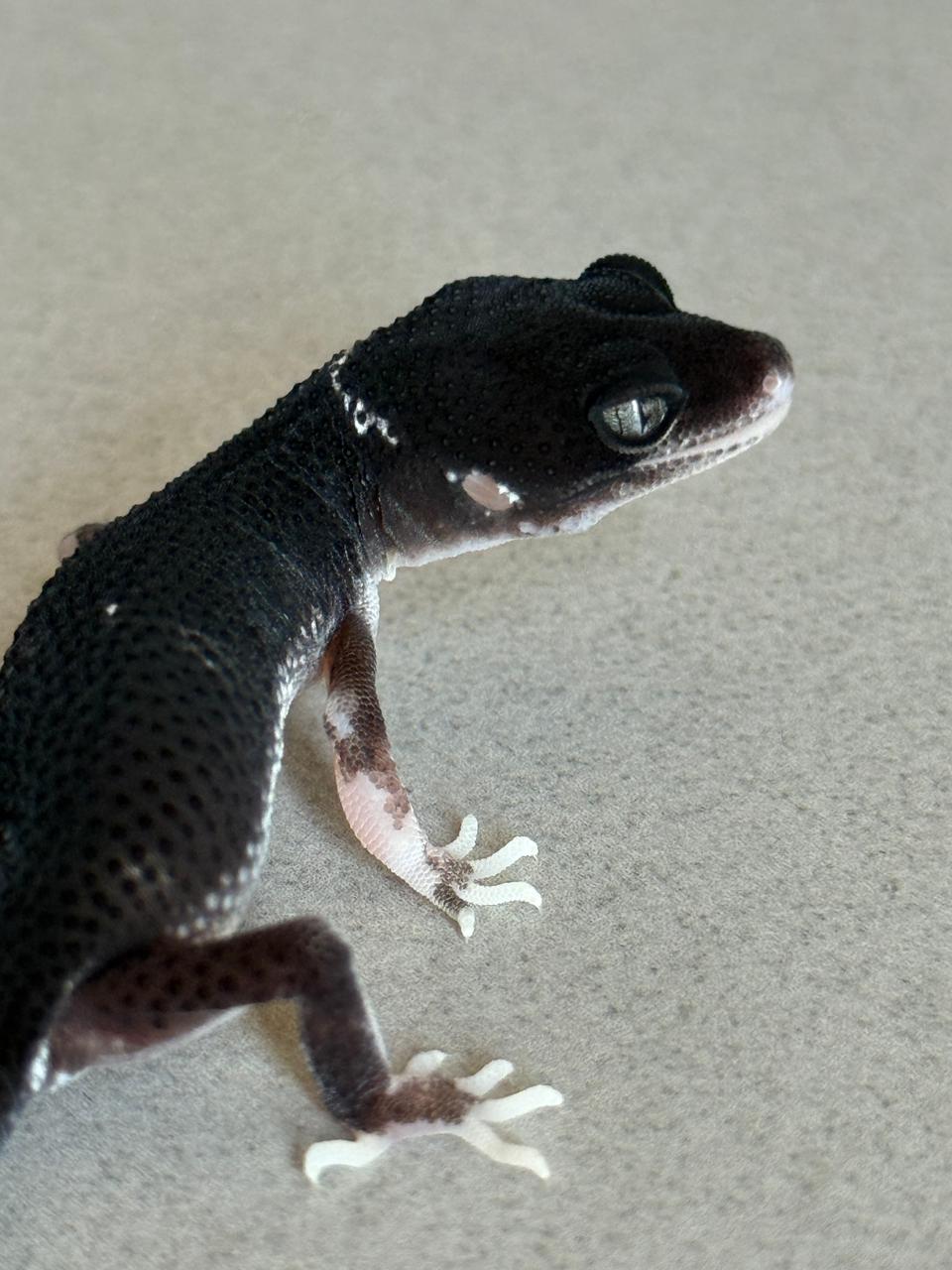 MSBN Het Eclipse Ph Tremper