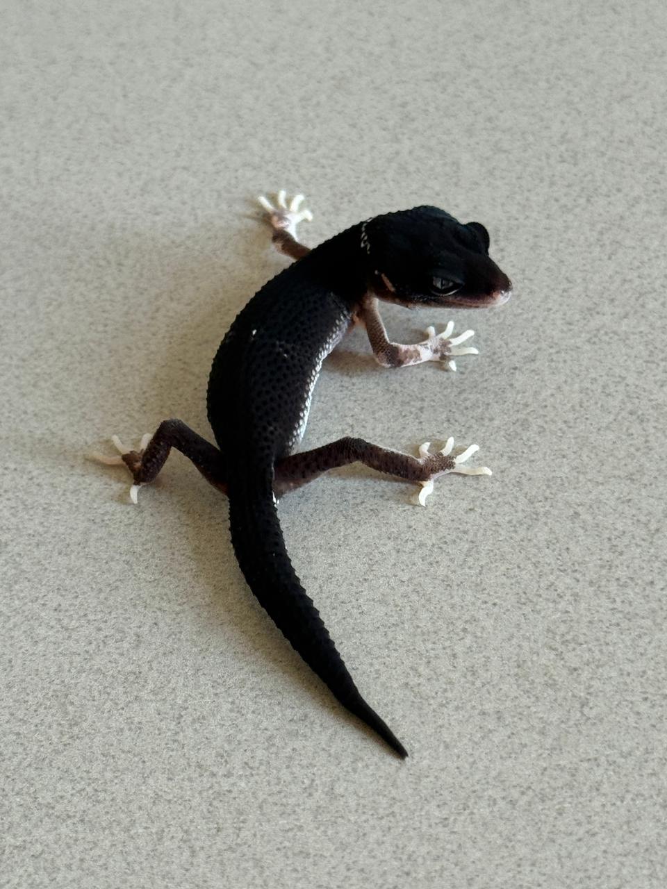 MSBN Het Eclipse Ph Tremper