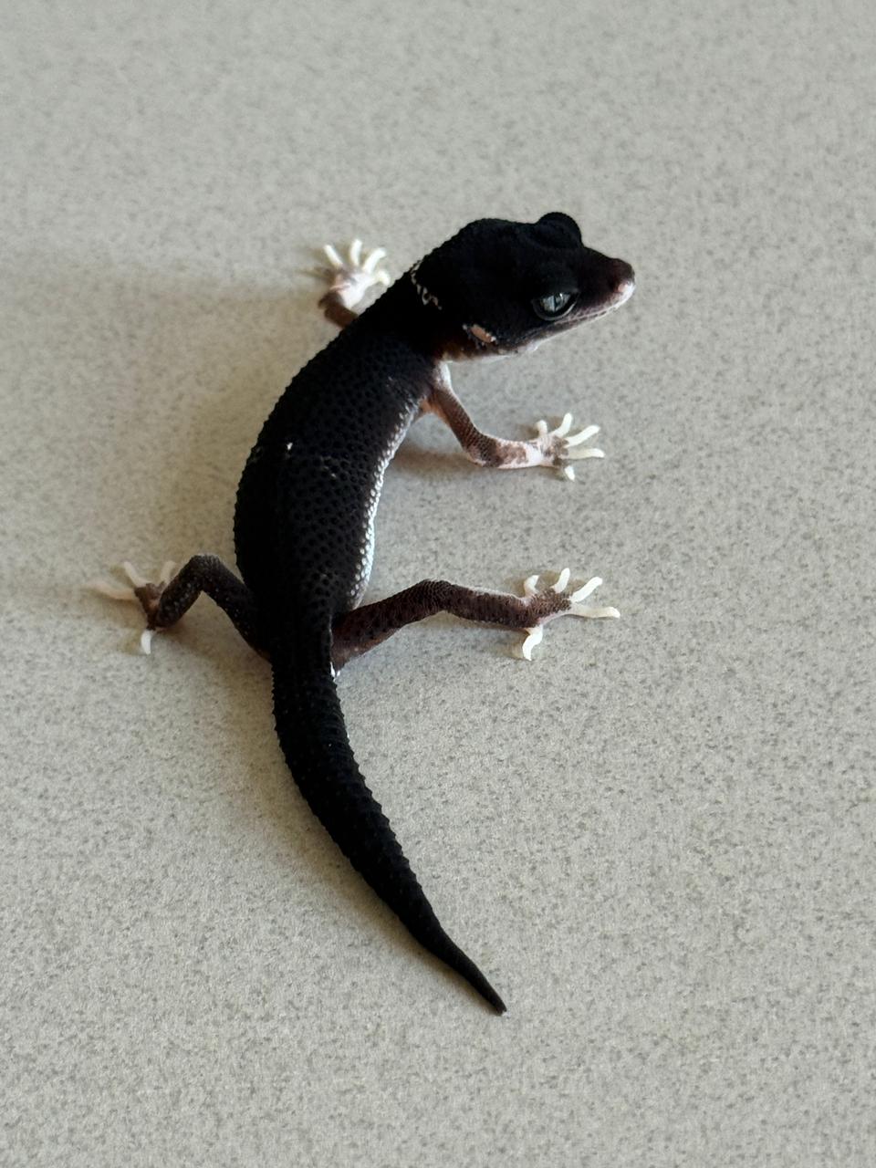MSBN Het Eclipse Ph Tremper